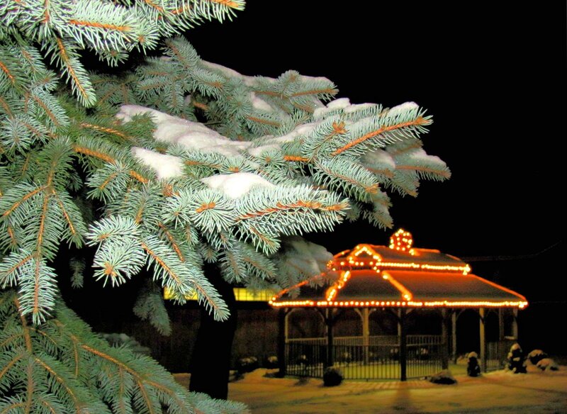 Snow-covered Pine Branches — Green, Peaceful