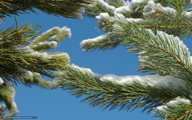 Snow-covered Pine Branches — Green, Serene, Winter, Photograph, Pine Needles