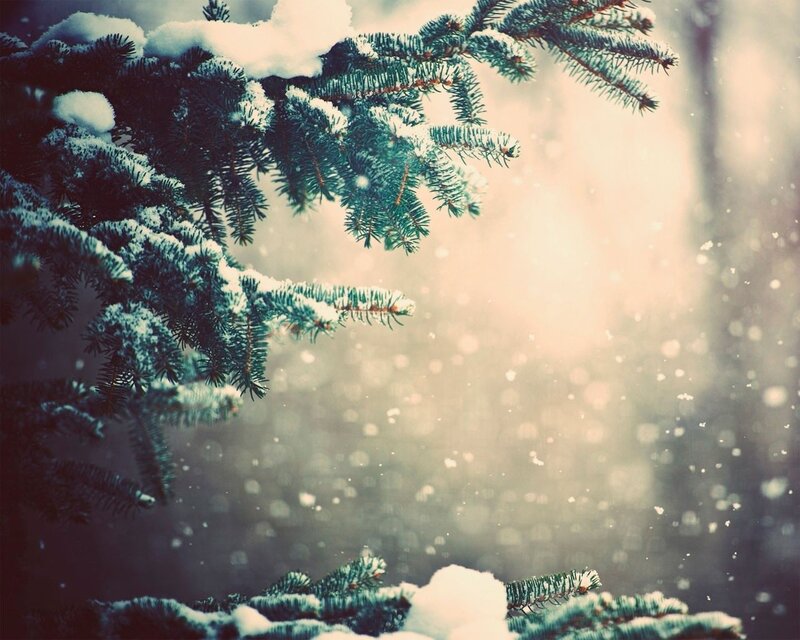 Snow-covered Pine Branches — Green, Serene, Winter, Photograph, Snow, Pine Needles, Light, White, Beige
