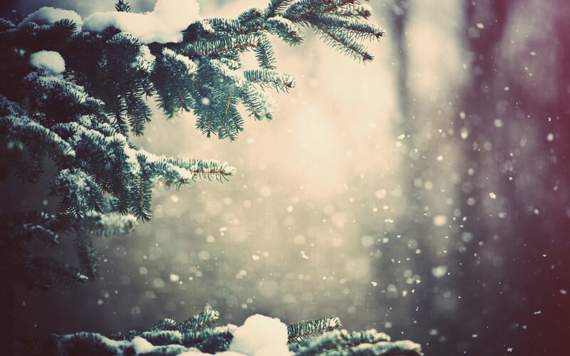 Snow-covered Pine Branches — Green, Serene, Winter, Photograph, Snow, Pine Needles, Light, White, Gray