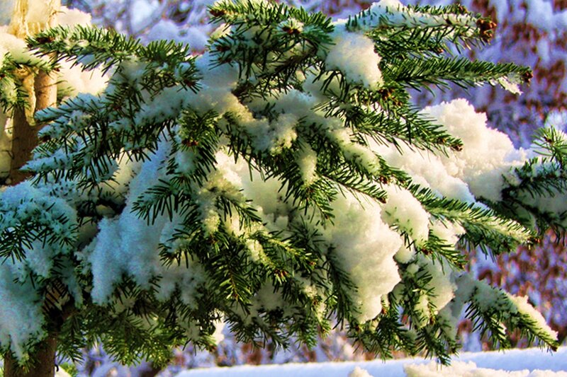 Snow-covered Pine Branches — Green, Serene, Winter, Photograph, Snow, Pine Needles