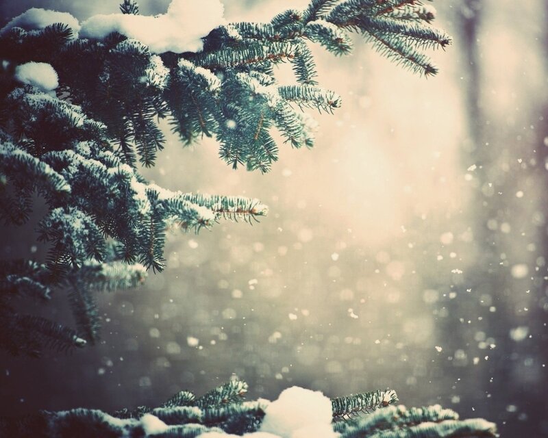 Snow-covered Pine Branches — Green, Serene, Winter, Photograph, Snow