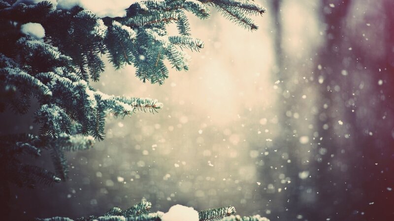 Snow-covered Pine Branches — Green, Serene, Winter, Photograph, Snow, Trees