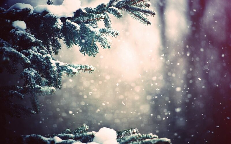 Snow-covered Pine Branches — Green, Serene, Winter, Photograph
