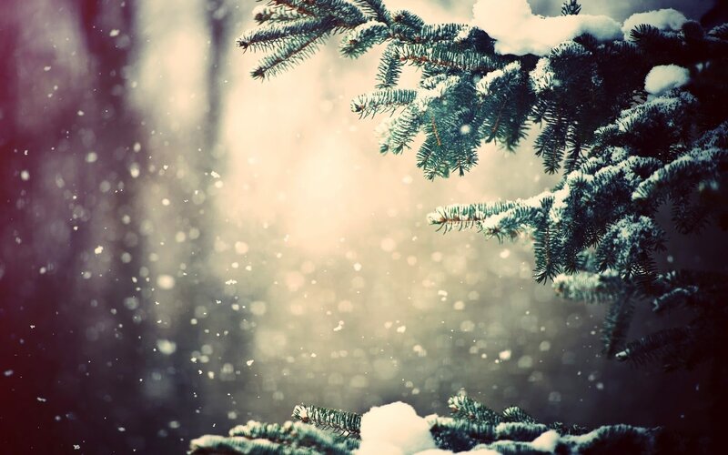 Snow-covered Pine Branches — Green, Serene, Winter