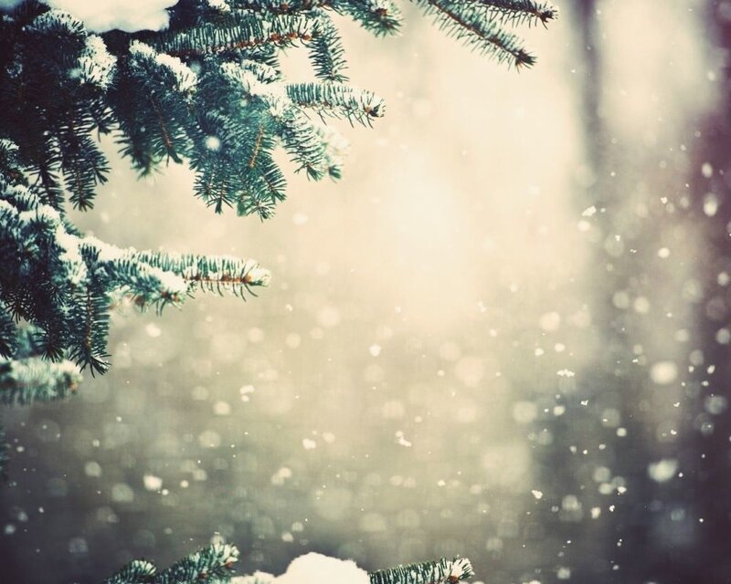 Snow-covered Pine Branches — Green