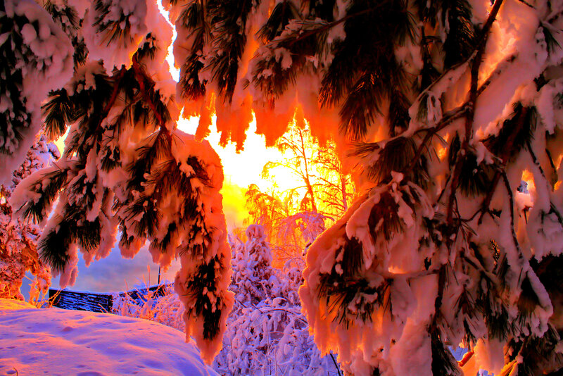 Snow-covered Pine Branches — Orange, Dramatic
