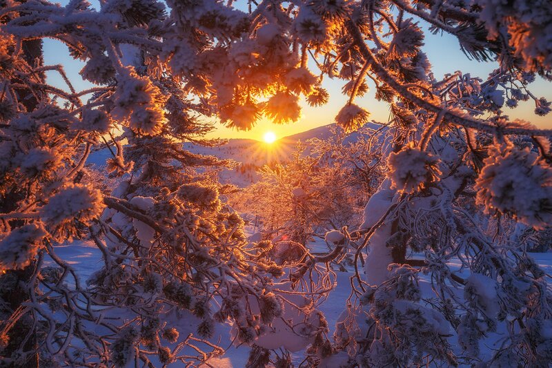 Snow-covered Pine Branches — Orange, Serene