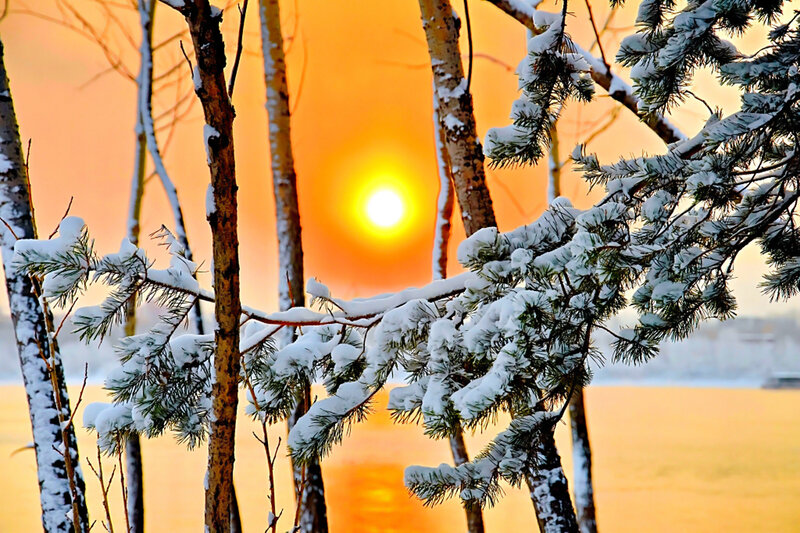 Snow-covered Pine Branches — Orange