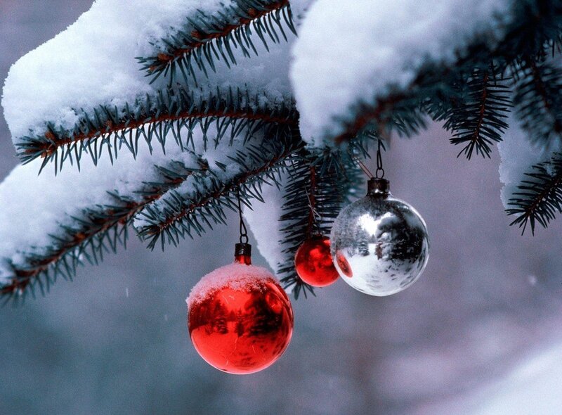 Snow-covered Pine Branches — Red
