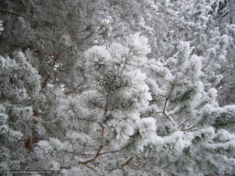 Snow-covered pine branches