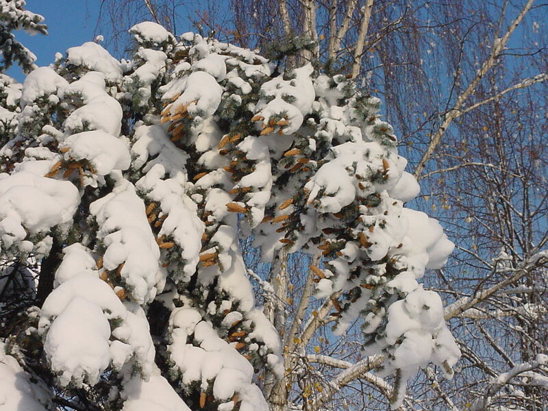 Snow-covered Pine Branches — White, Calm, Winter, Photograph, Pine Cones