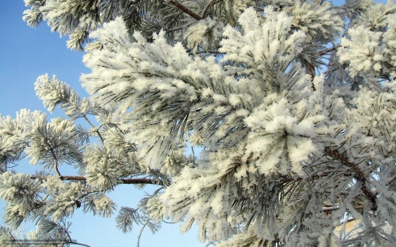 Snow-covered Pine Branches — White, Calm, Winter, Photograph, Pine Needles
