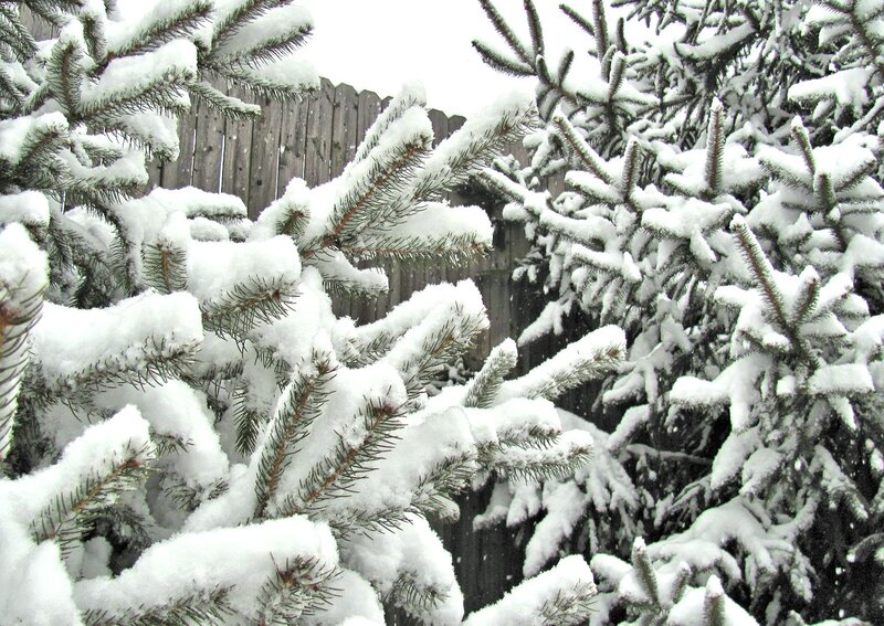 Snow-covered Pine Branches — White, Calm, Winter, Photograph, Pine Trees