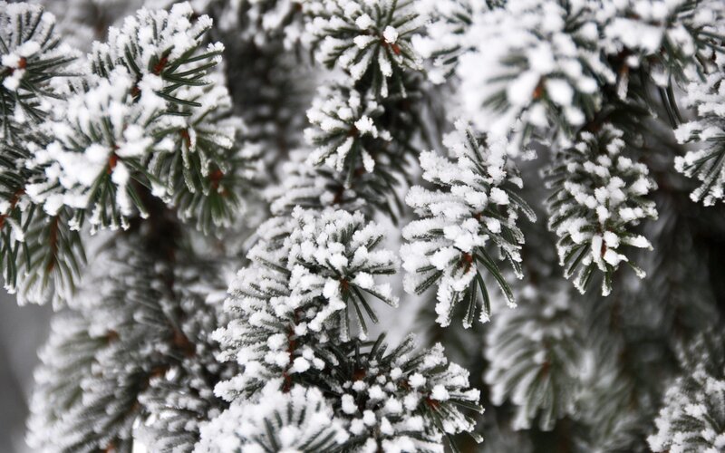 Snow-covered Pine Branches — White, Calm, Winter, Photograph, Snow, Pine Needles, Green, Black