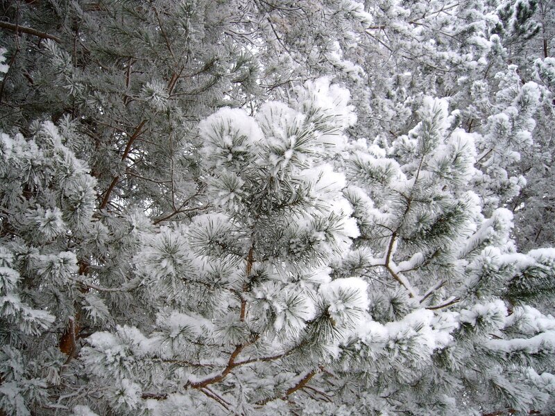 Snow-covered Pine Branches — White, Calm, Winter, Photograph, Snow, Pine Needles, Green, Brown