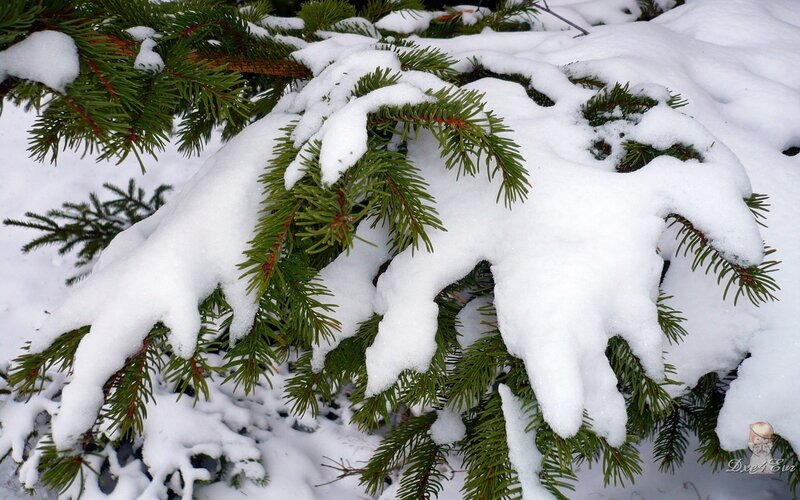 Snow-covered Pine Branches — White, Calm, Winter, Photograph, Snow, Pine Needles, Green, Dxe4eun
