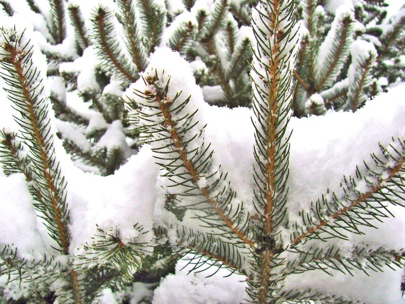 Snow-covered Pine Branches — White, Calm, Winter, Photograph, Snow, Pine Needles