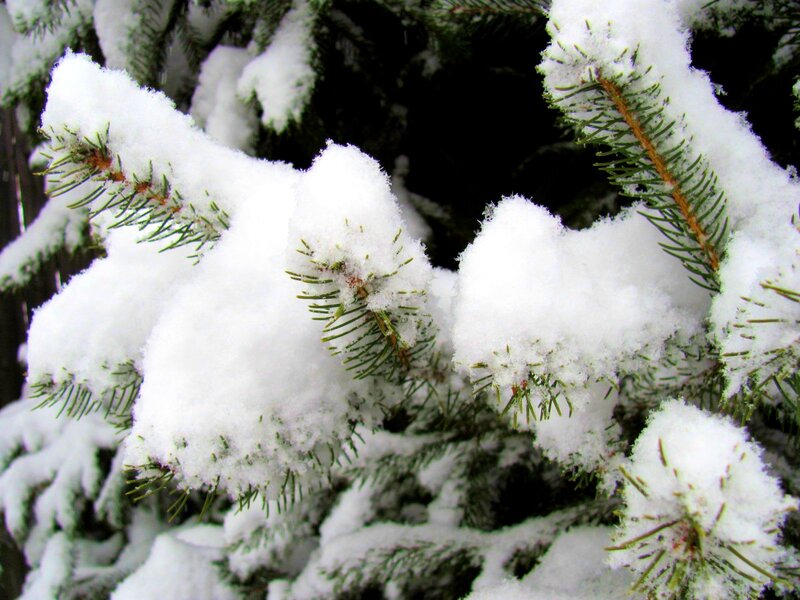 Snow-covered Pine Branches — White, Calm, Winter, Photograph, Snow