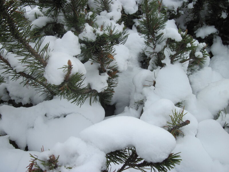 Snow-covered Pine Branches — White, Calm, Winter, Photograph