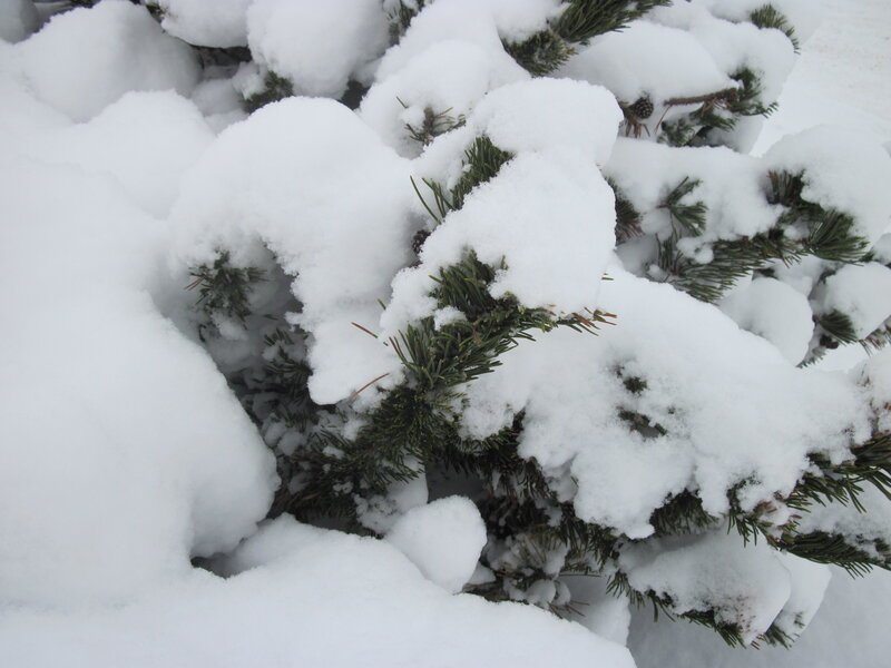 Snow-covered Pine Branches — White, Calm, Winter