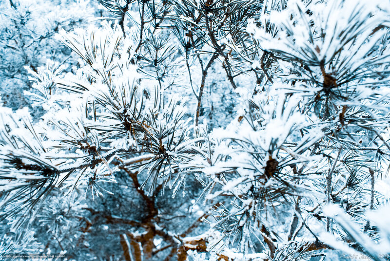 Snow-covered Pine Branches — White, Cold