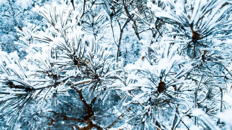 Snow-covered Pine Branches — White, Cold, Winter, Photograph