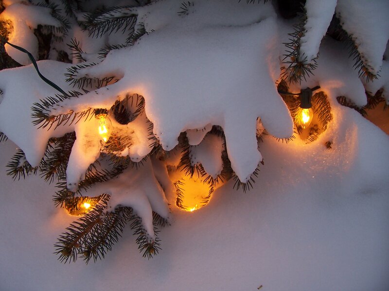 Snow-covered Pine Branches — White, Cozy