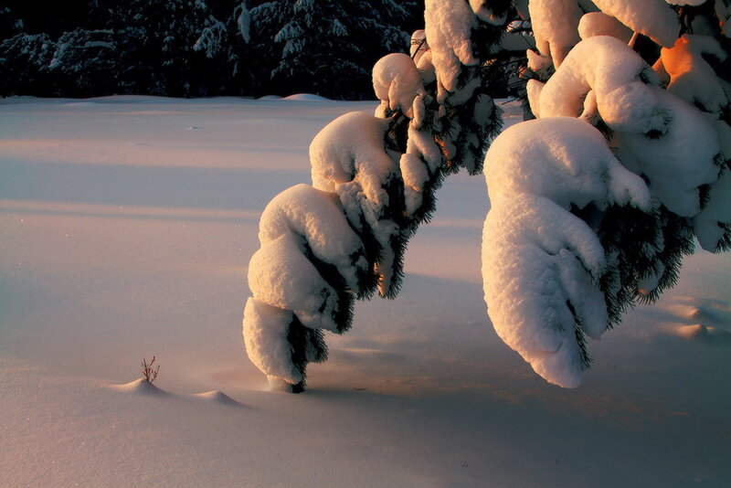 Snow-covered Pine Branches — White, Serene, Sunset