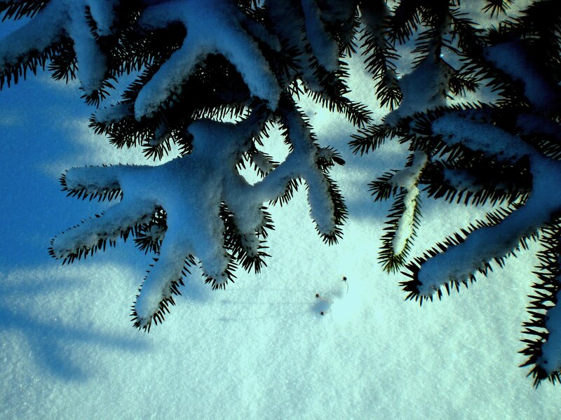 Snow-covered Pine Branches — White, Serene