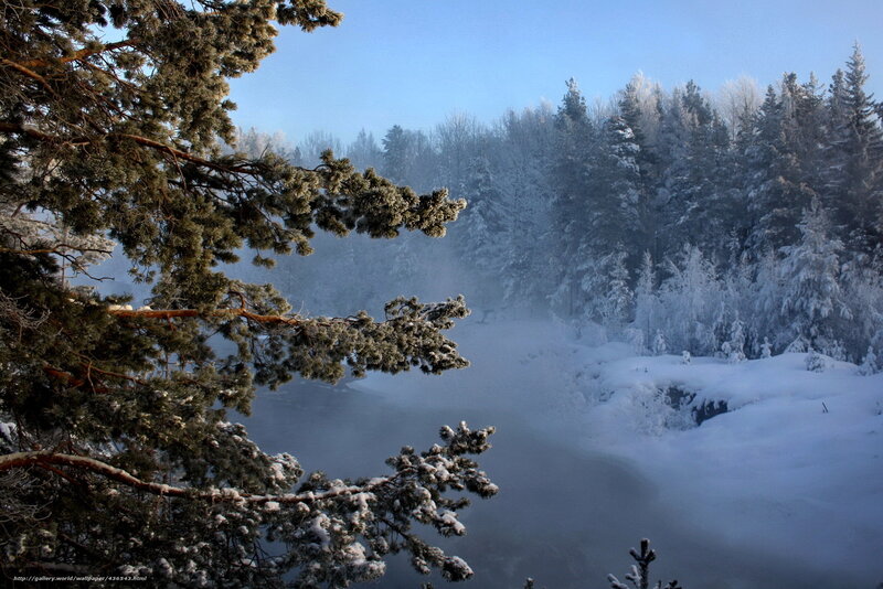 Snow-covered Pine Branches — White, Serene, Winter, Photograph, Frosty Trees