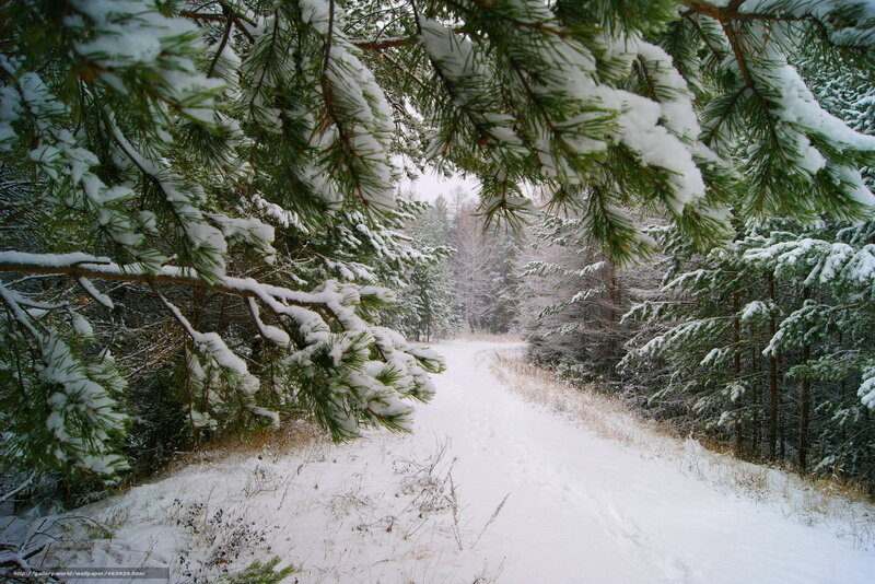 Snow-covered Pine Branches — White, Serene, Winter, Photograph, Pine Trees, Snow