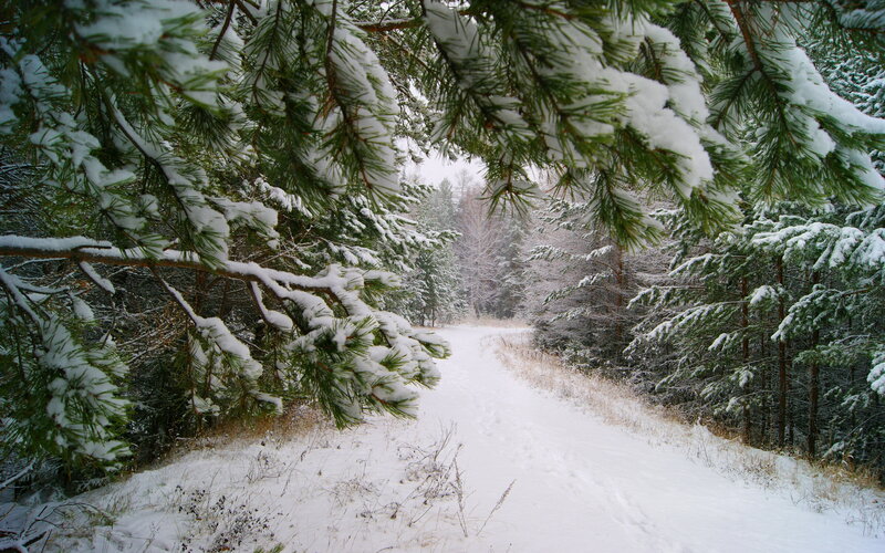 Snow-covered Pine Branches — White, Serene, Winter, Photograph, Pine Trees, Snowy Path