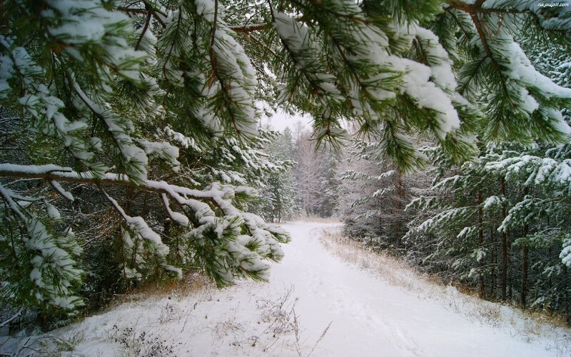 Snow-covered Pine Branches — White, Serene, Winter, Photograph, Pine Trees