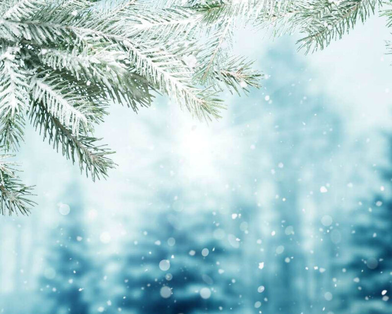 Snow-covered Pine Branches — White, Serene, Winter, Photograph, Snow, Forest
