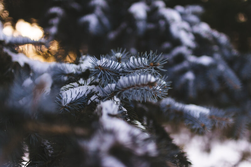 Snow-covered Pine Branches — White, Serene, Winter, Photograph, Snow, Pine Needles
