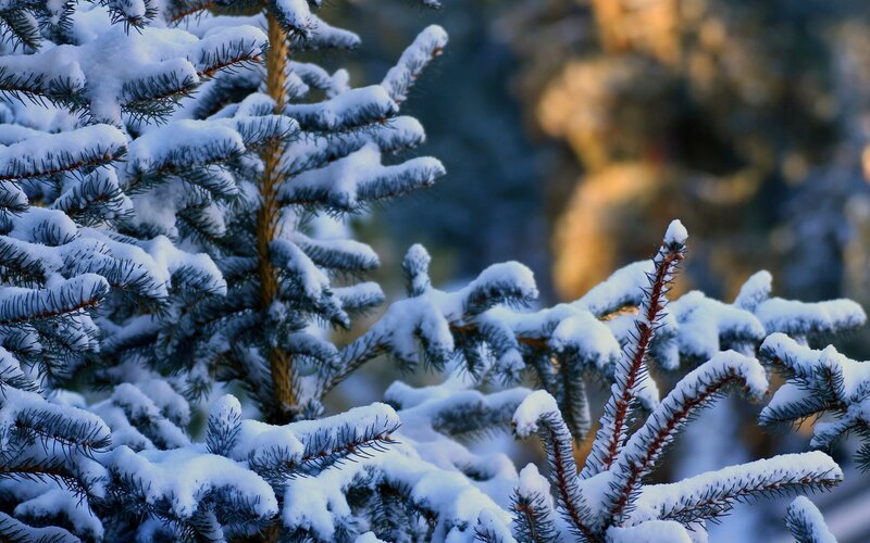 Snow-covered Pine Branches — White, Serene, Winter, Photograph, Snow