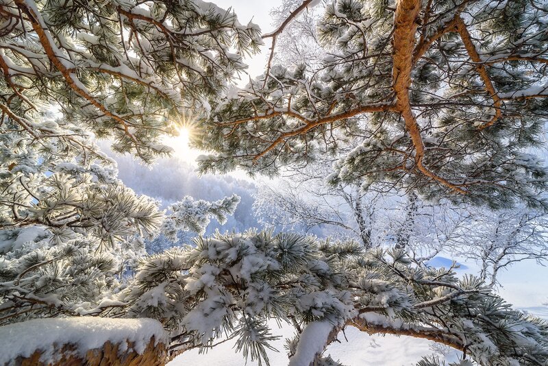 Snow-covered Pine Branches — White, Serene, Winter, Photograph, Sun, Snow
