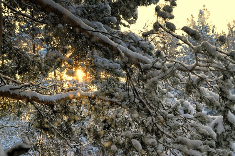 Snow-covered Pine Branches — White, Serene, Winter, Photograph, Sun