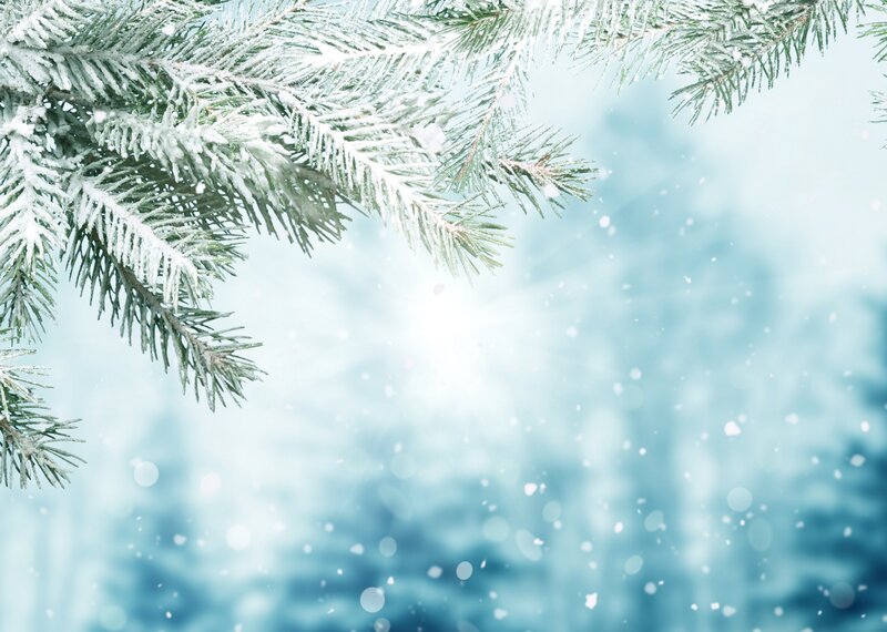 Snow-covered Pine Branches — White, Serene, Winter, Photograph