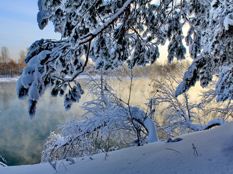 Snow-covered Pine Branches — White, Serene, Winter