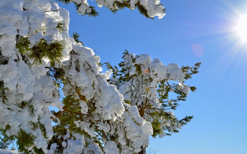 Snow-covered Pine Branches — White