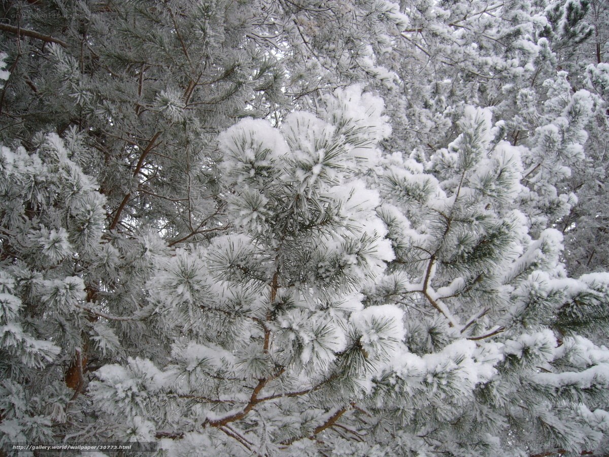 Snow-covered pine branches