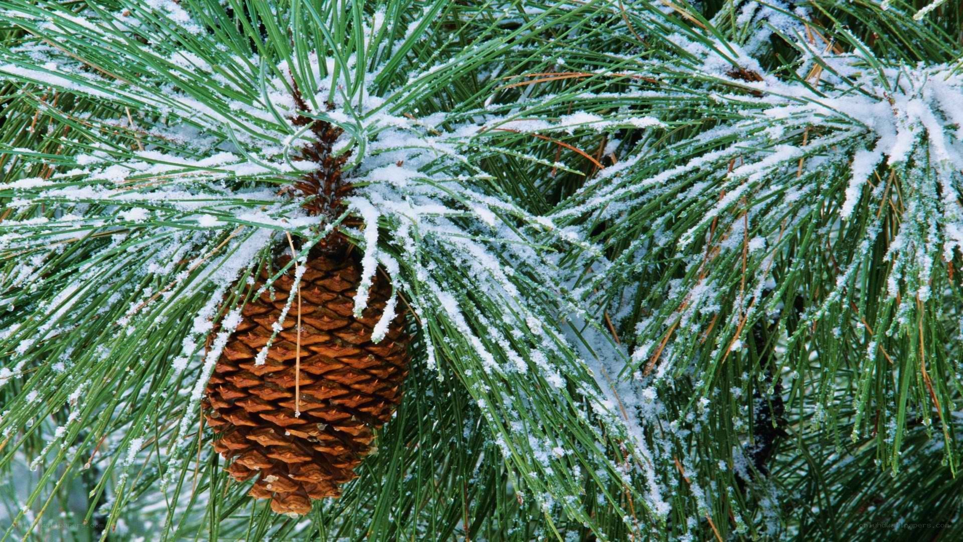 snow-covered pine cone