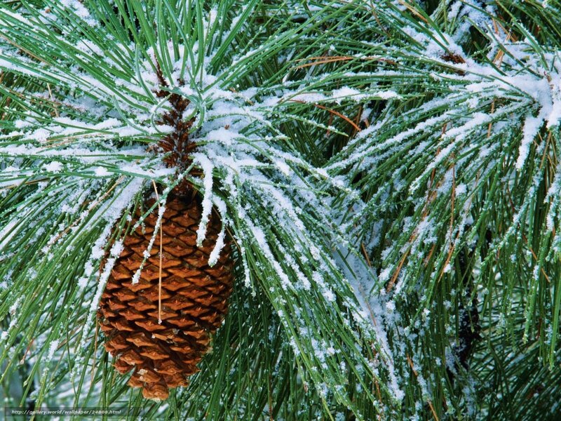 snow-covered pine cone