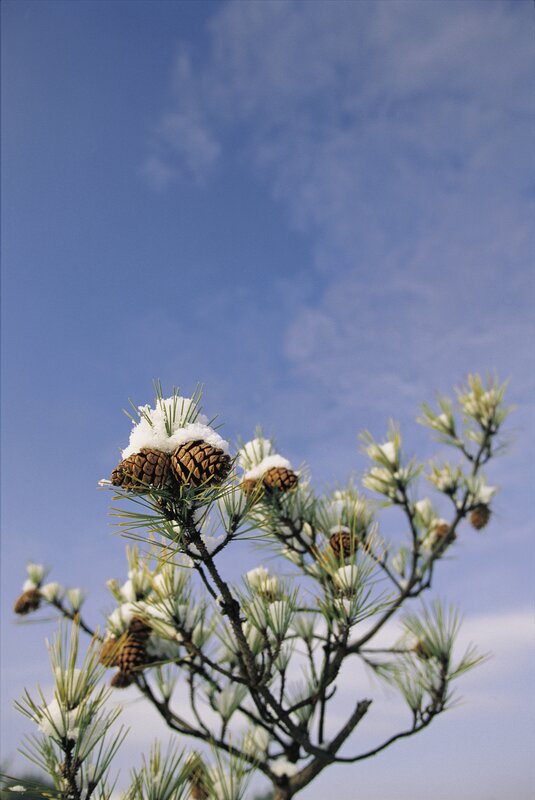 Snow-covered pine cones