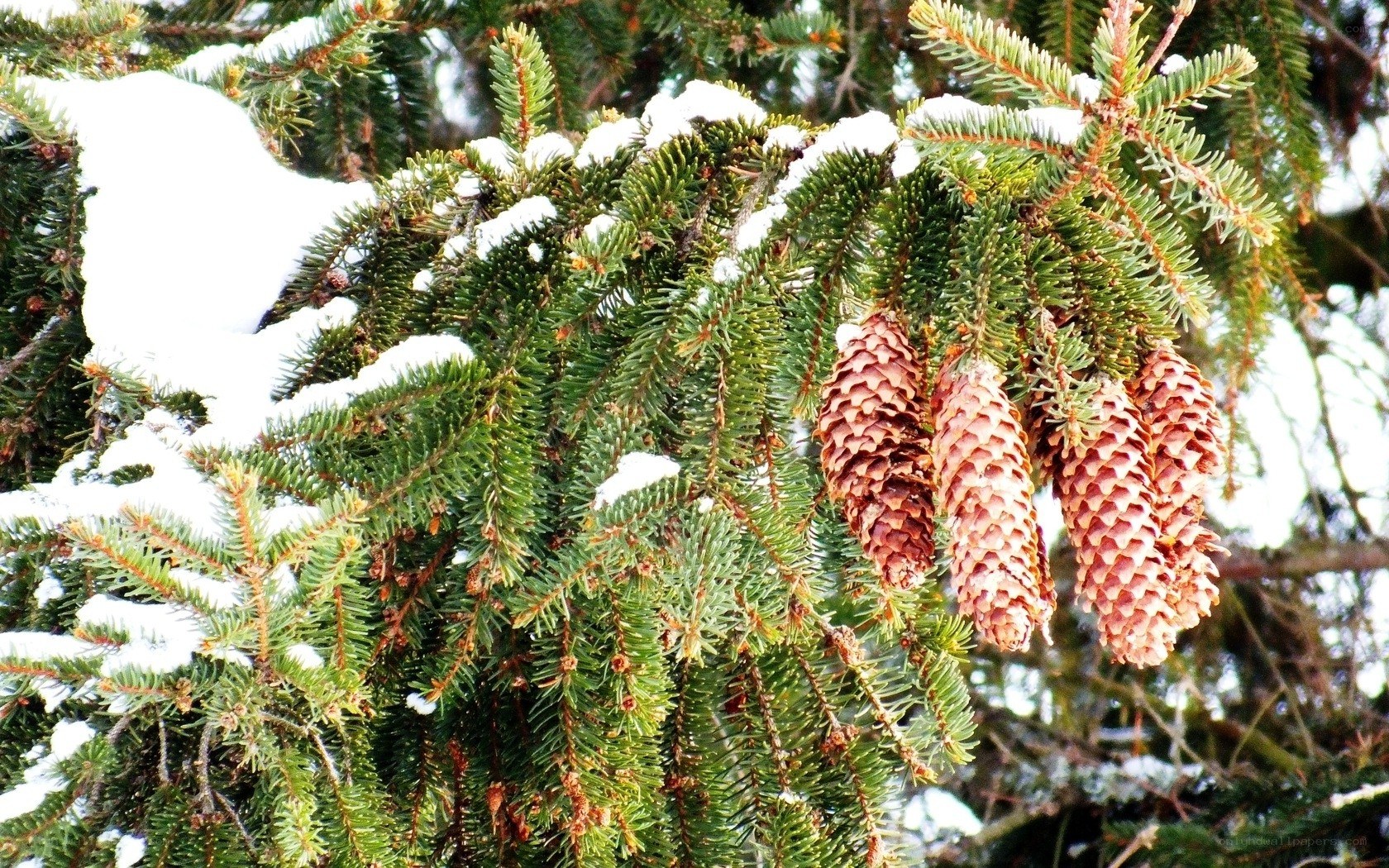 Snow-covered pine cones
