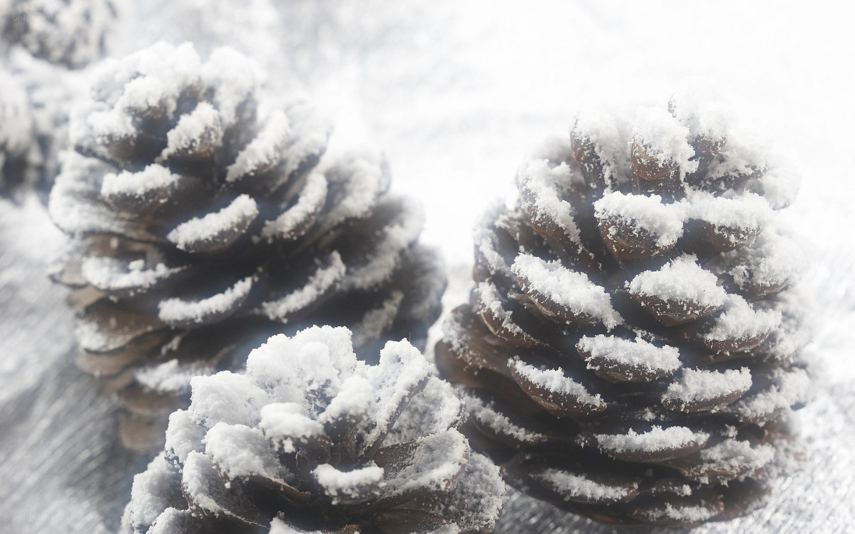 Snow-covered pine cones