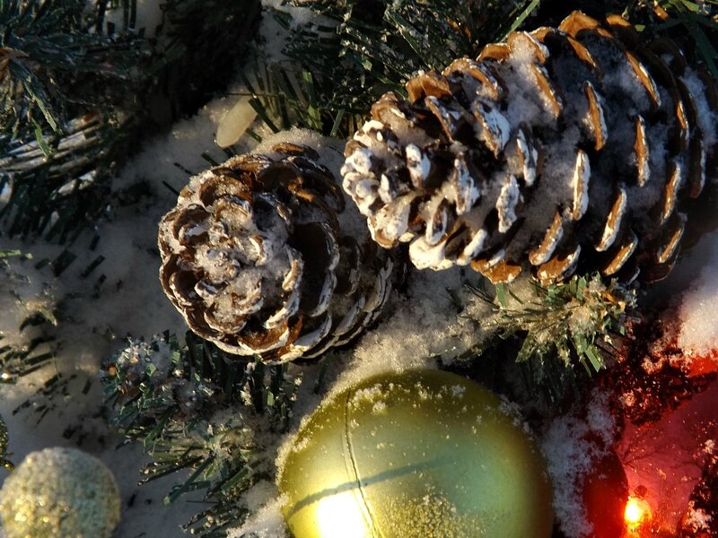Snow-covered Pine Cones — Green