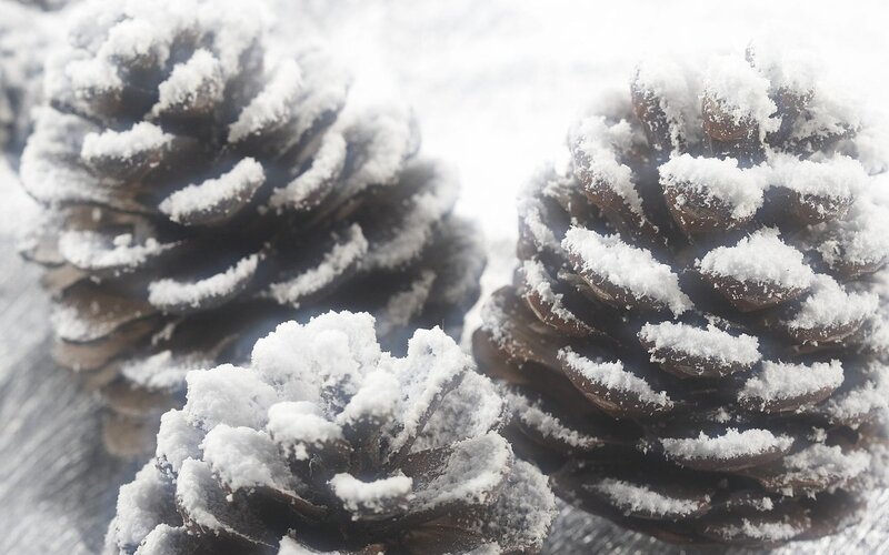Snow-covered pine cones